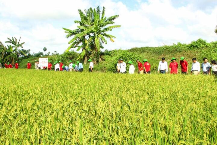 Nhiều diện tích nông nghiệp, thủy sản được chứng nhận chất lượng