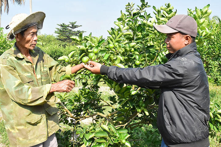 Mô hình liên kết sản xuất, tiêu thụ nông sản