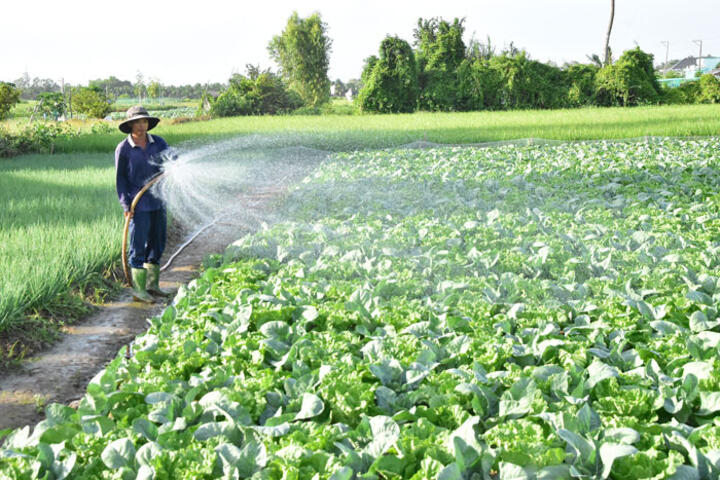 Tất bật chăm sóc hoa màu phục vụ Tết