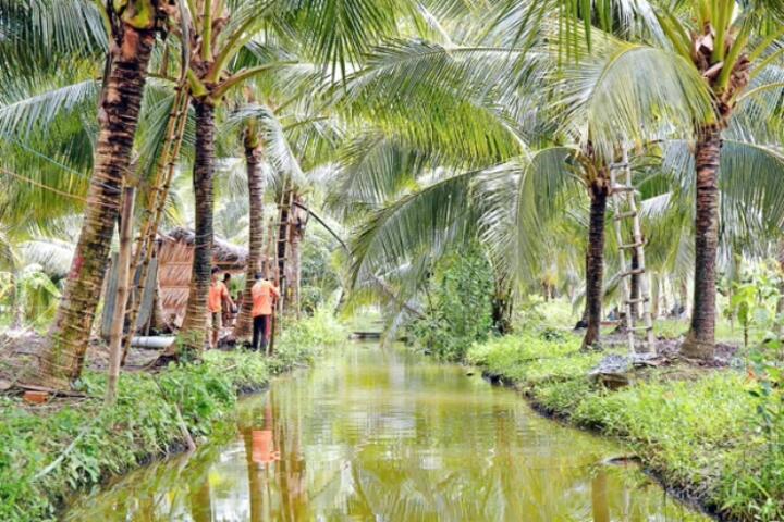 Khuyến cáo 4 đợt xuống giống hơn 107 ngàn hecta lúa Hè Thu