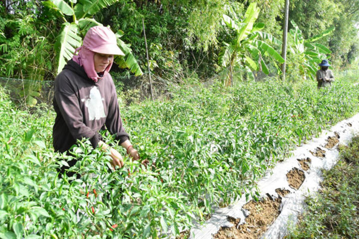 Giá ớt giảm sâu, người trồng khó thu hồi vốn đầu tư