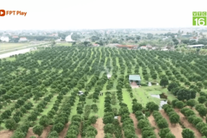 Một ngày ở vườn chanh vàng hữu cơ
