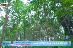 Chương trình Kinh tế xanh  phát triển kinh tế rừng bền vững