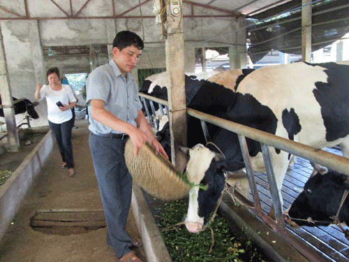 Thiếu vốn và đất, chăn nuôi khó “đi” theo quy hoạch