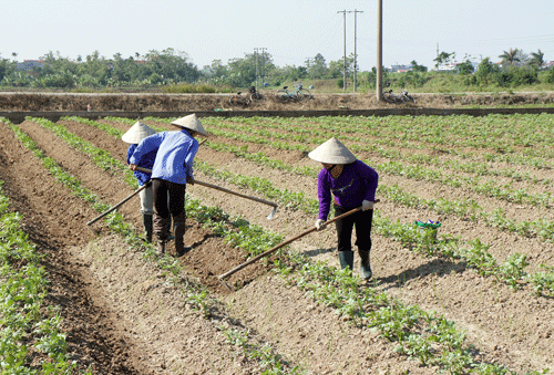 Trồng khoai tây trên đất 2 lúa, thu nhập 83 triệu đồng/ha