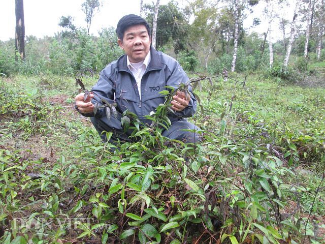 trong cay tien ty: "gieo" cay biet duoc phong the tren vung dat mo hinh anh 2