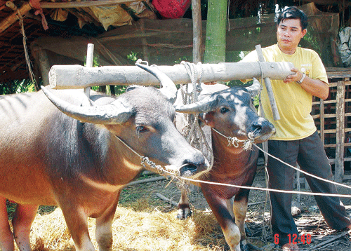 Kể chuyện lúa mùa