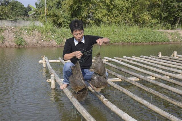 nguoi co ban 'tay vang' cay ghep, nuoi trong ngoc trai hinh anh 2