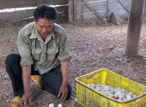 Làm ăn bài bản, ông Chiến tiến nhanh