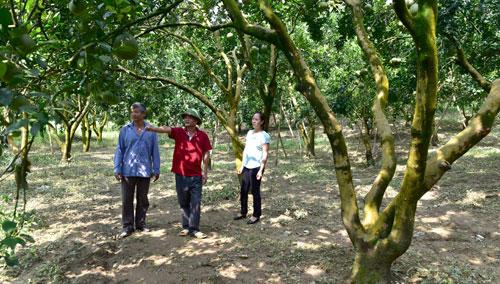 buoi phuc ninh tu an choi den... lam that hinh anh 1