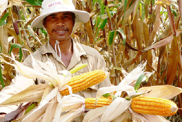 Những “cánh đồng vàng” ở An Giang