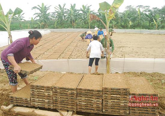 nghe an: san xuat ma khay va cay bang may hinh anh 3