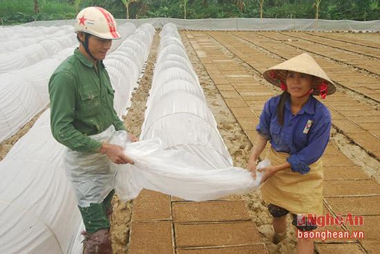 nghe an: san xuat ma khay va cay bang may hinh anh 4