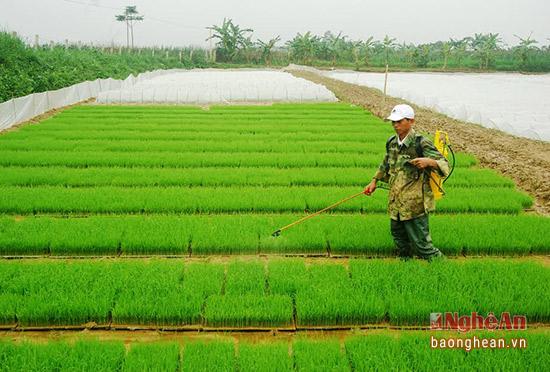 nghe an: san xuat ma khay va cay bang may hinh anh 5