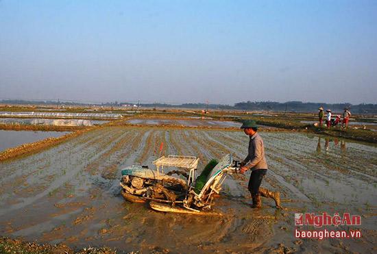 nghe an: san xuat ma khay va cay bang may hinh anh 7