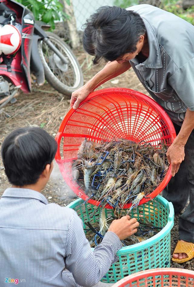 nuoi tom cang xanh dac san tren nui da ong hinh anh 9