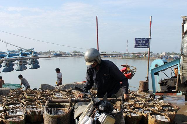 ninh thuan: ra khoi dau nam, ngu dan phan khoi trung gia ca com hinh anh 4