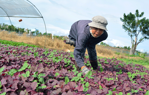 da nang tang toc lam nong nghiep huu co hinh anh 1