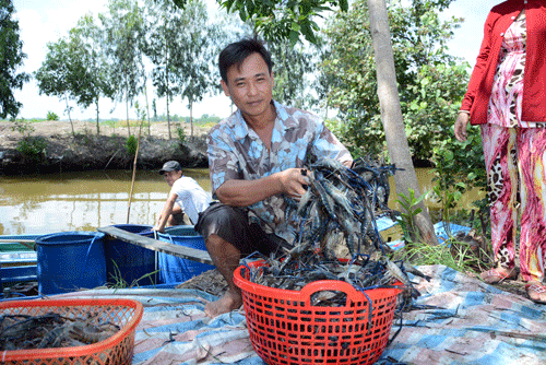 Tôm càng xanh “cứu” lúa ở Vĩnh Thuận