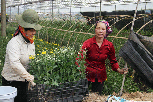 trong hoa cong nghe cao, nong dan vua giau vua gioi nghe hinh anh 1