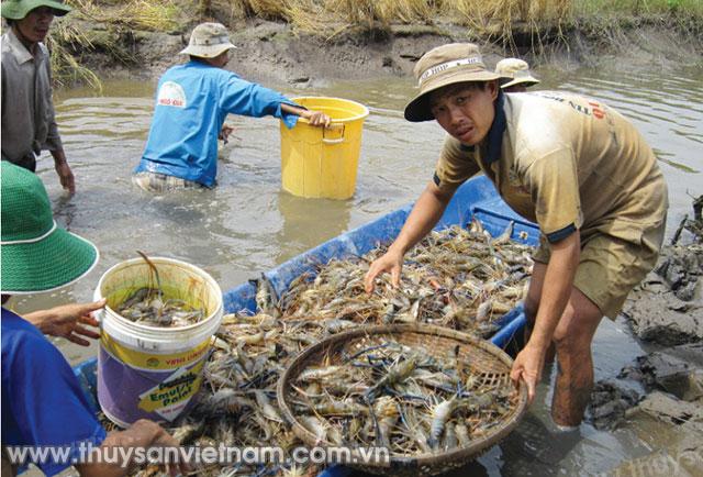 Chính sách hỗ trợ mới cho lĩnh vực thủy sản