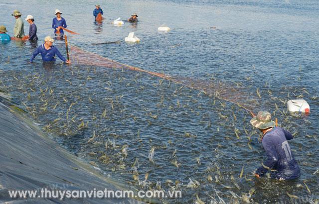 Nuôi tôm theo công nghệ sinh học được nhiều địa phương áp dụng   Ảnh: Minh Triết