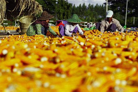 thức ăn chăn nuôi Myanmar