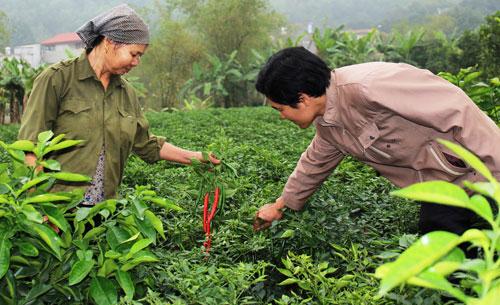 bac ninh: trong ot chi thien lai den 8 trieu dong/sao hinh anh 1