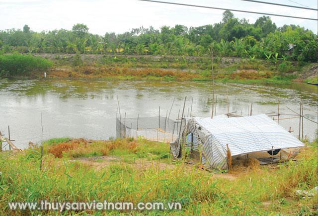 Nhiều ao nuôi cá tra ở huyện Phụng Hiệp bị bỏ hoang phế   Ảnh: N.T