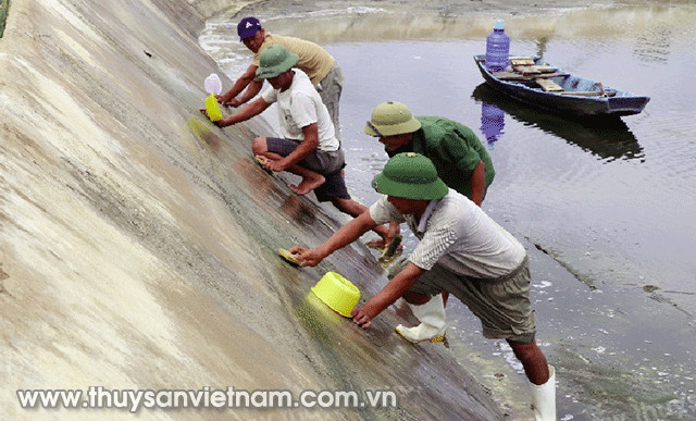 Cải tạo trước khi vào vụ mới   Ảnh: Vũ Mưa