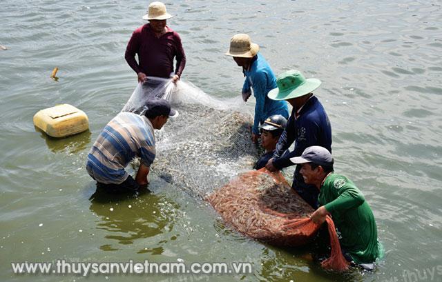 Thu hoạch tôm tại ĐBSCL   Ảnh: Trần Út