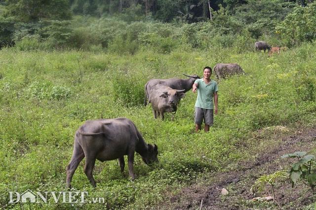 qua tai: nuoi 50 con trau,bo khong can chan chi cho an may hat muoi hinh anh 1