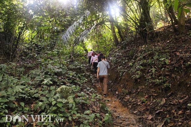 qua tai: nuoi 50 con trau,bo khong can chan chi cho an may hat muoi hinh anh 3