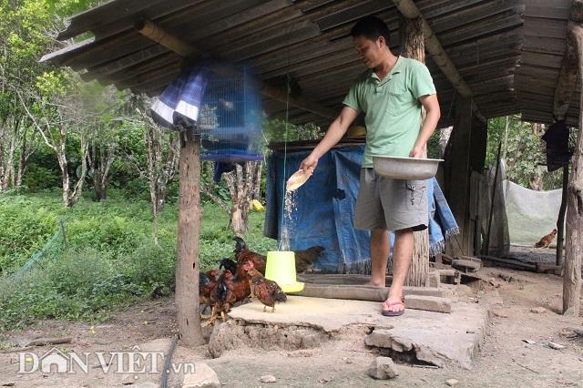 qua tai: nuoi 50 con trau,bo khong can chan chi cho an may hat muoi hinh anh 4