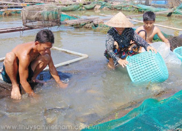 Thực hiện mô hình khai thác và chế biến thủy sản