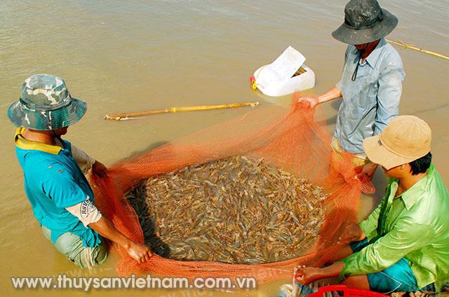 Thu hoạch tôm ở vùng Bán đảo Cà Mau