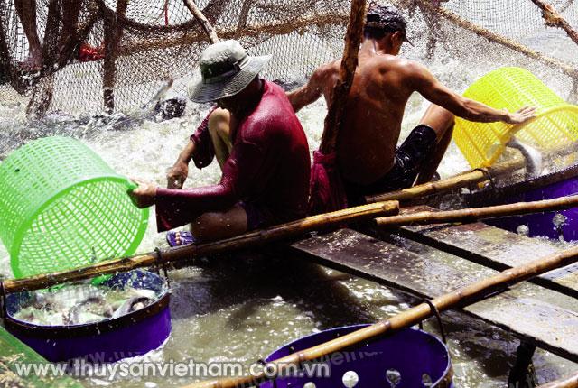 Giá cá tra đang có dấu hiệu giảm   Ảnh: Duy Khương