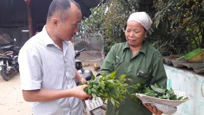 trong cay tien ty: chi 1 cay rau sang rung thu 3 trieu dong ngon o hinh anh 4