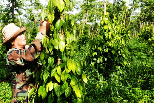 Giá nông sản hôm nay 9.6: Cà phê tăng 200 đ/kg, tiêu chưa thoát đáy