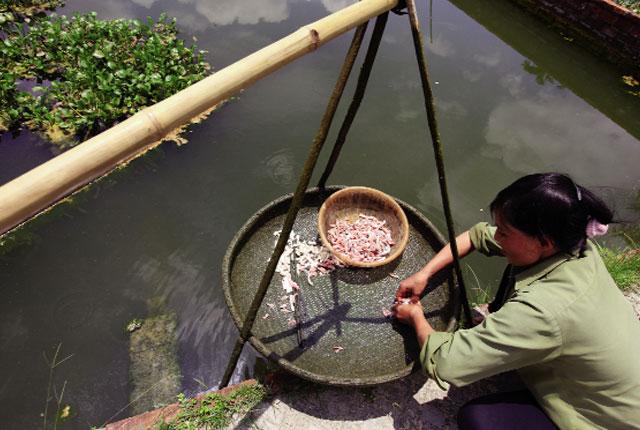 Cho ba ba gai ăn nhiều lúc trời ấm để hấp thu tốt dinh dưỡng