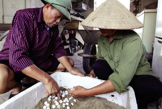 Trứng ba ba gai sau khi lấy ra từ ổ đẻ được vùi trong cát với nhiệt độ và độ ẩm thích hợp