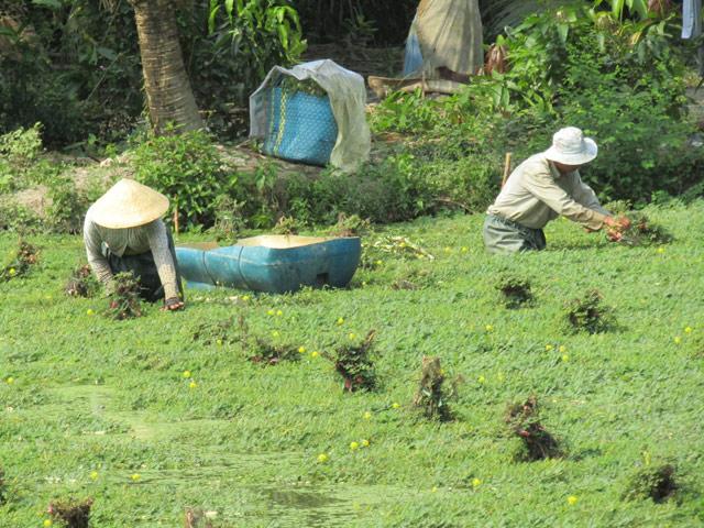 treo nguoc 5 cong rau nhut, toi lai on dinh 300 trieu dong/nam hinh anh 2