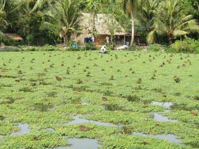 treo nguoc 5 cong rau nhut, toi lai on dinh 300 trieu dong/nam hinh anh 3