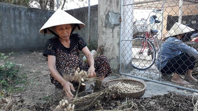 ha tinh: lac mat gia tu 25.000 d con 15.000 d/kg, lai cho giai cuu hinh anh 1