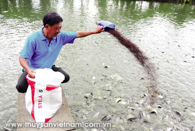 Ông Bon đang chăm sóc ao cá thát lát sắp thu hoạch   Ảnh: Ngọc Trinh