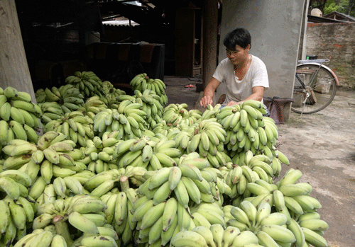 chuyen sang nghe buon chuoi, moi ngay kiem 500 ngan dong hinh anh 1