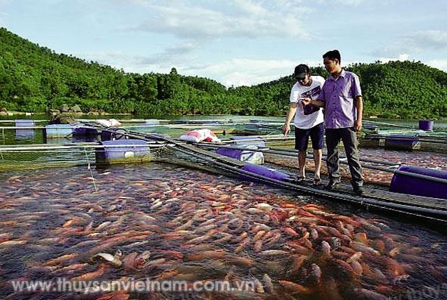 Mô hình nuôi cá lồng đã cho kết quả tốt, tạo nguồn thu không nhỏ cho các thành viên