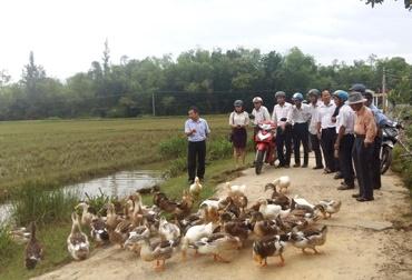 Quảng Nam: Hội thảo mô hình chăn nuôi vịt biển thương phẩm năm 2017