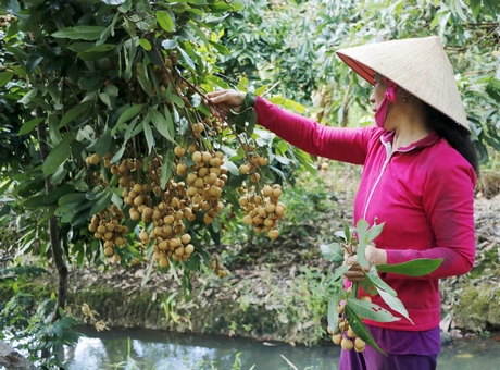 Nhà vườn gặp khó khi trái cây chín nhưng không người mua, không người hái.