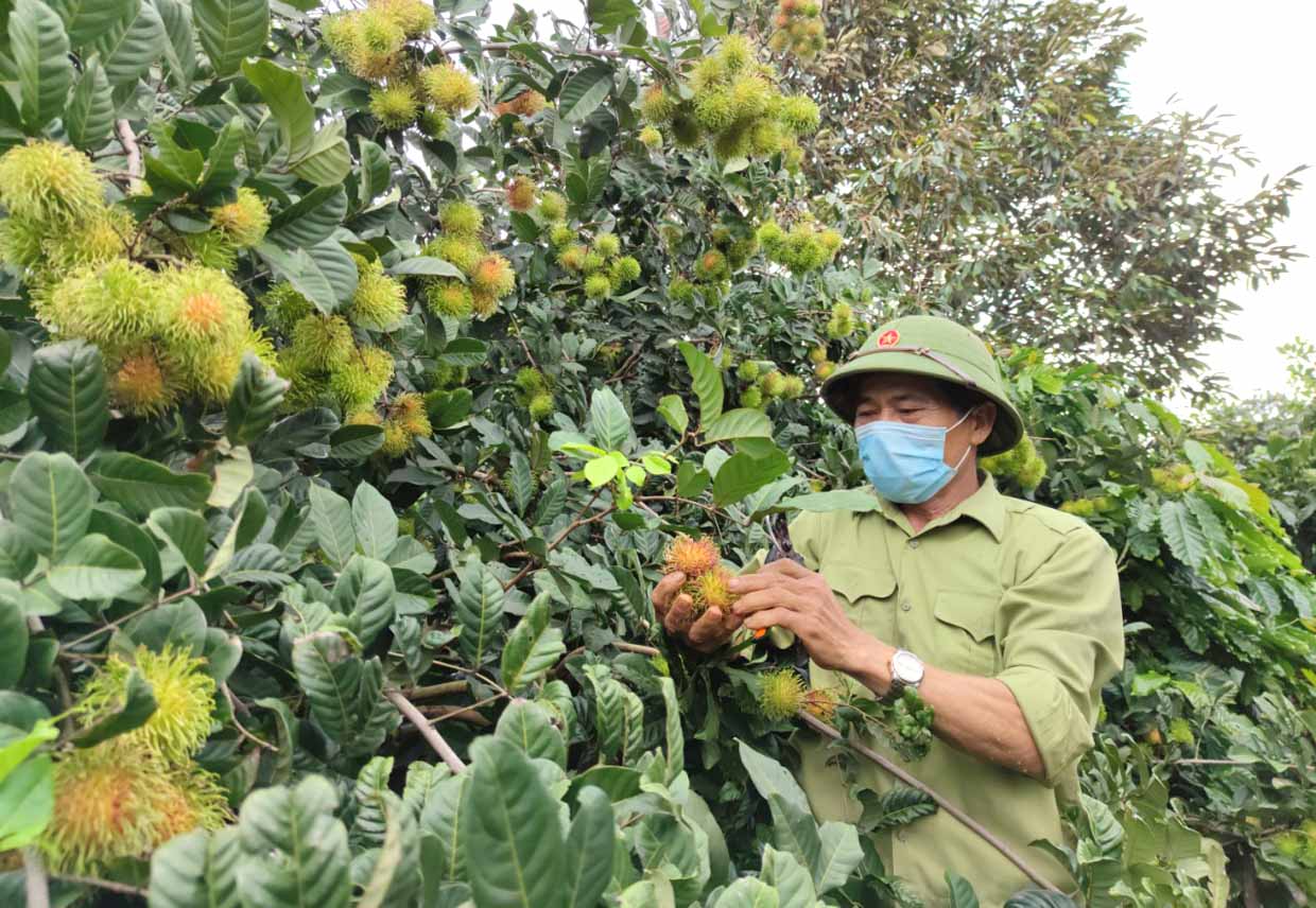 Ông Cao Xuân Cận (thôn 6, xã Ia Tô, huyện Ia Grai) buồn bã vì vườn chôm chôm đến kỳ thu hoạch nhưng không có người mua. Ảnh: Thiên Di